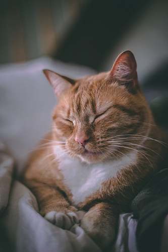 cat closeup photography of orange tabby cat new hampshire